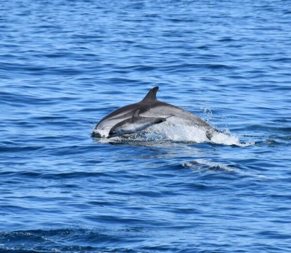 Lagos: Dolphin Watching With Marine Biologists - The Sum Up