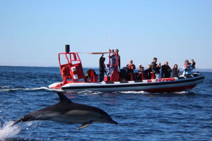 Lagos: Dolphin Watching With Professional Marine Biologists - Experience