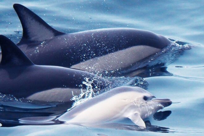 Lagos: Dolphin Watching With Professional Marine Biologists - Inclusions