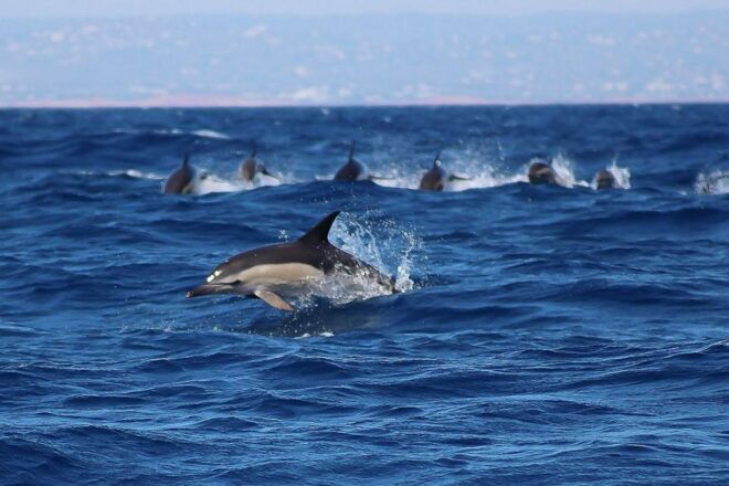 Lagos: Dolphin Watching With Professional Marine Biologists - Participant and Date Selection