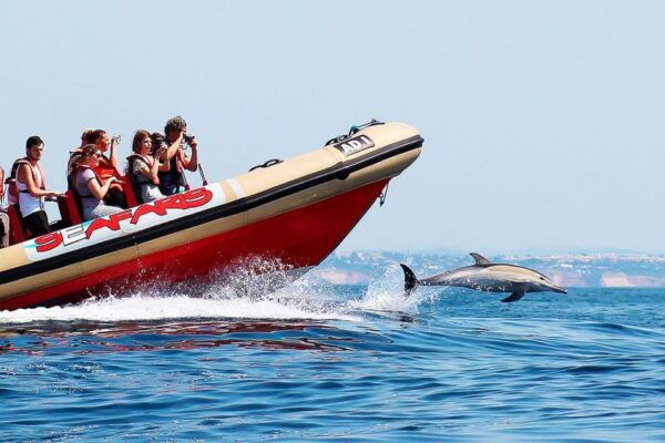 Lagos: Dolphin Watching With Professional Marine Biologists - The Sum Up