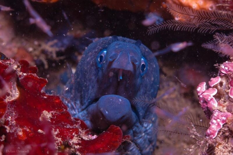 Lagos: Guided Scuba Diving Trip for Beginners - The Guides and Group Experience