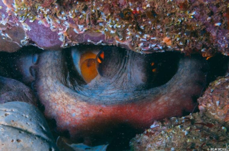 Lagos: Guided Scuba Diving Trip for Beginners - Who Is This Tour Best For?