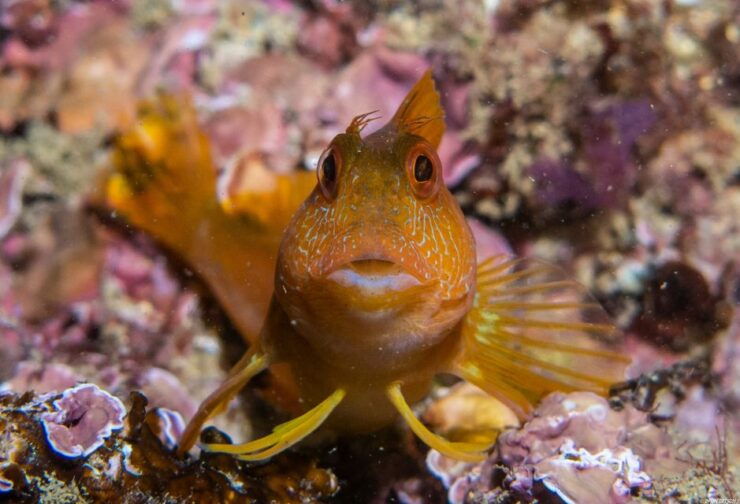 Lagos: Guided Scuba Diving Trip for Beginners - Experience Highlights