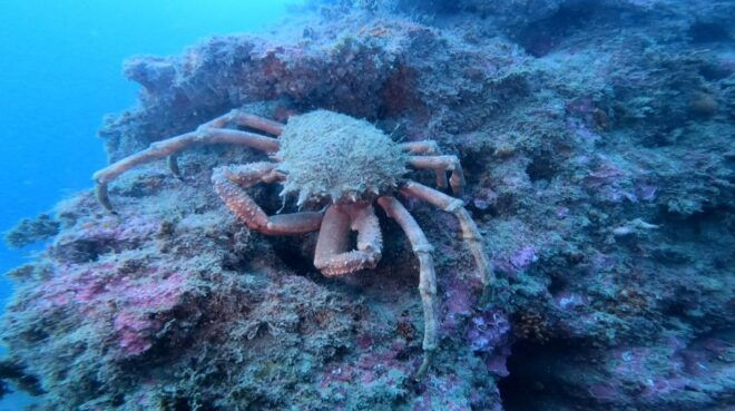 Lagos: Guided Scuba Diving Trip for Beginners - Additional Information
