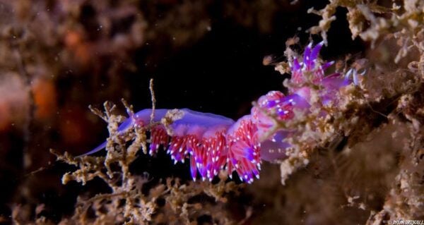 Lagos: Guided Scuba Diving Trip for Beginners - The Sum Up