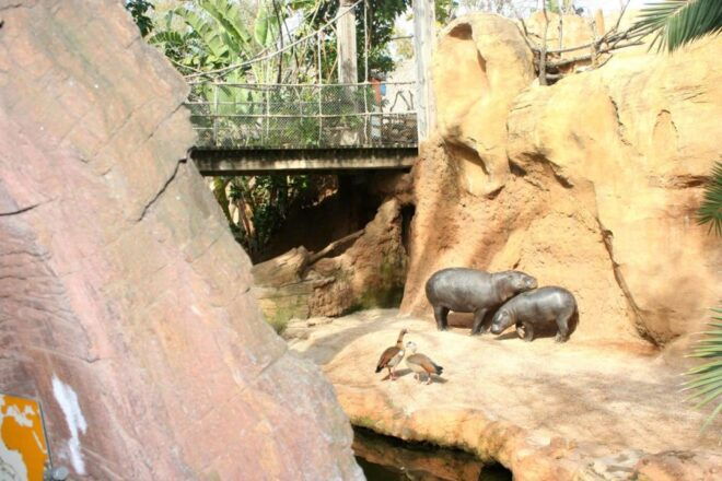 Lagos: Lagos Zoo Entrance Ticket - Common Questions
