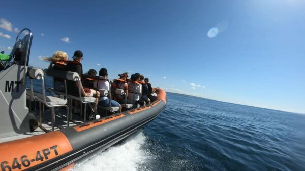 Lagos: Scenic Cruise to the Benagil and Carvoeiro Caves - Things to Do in Benagil