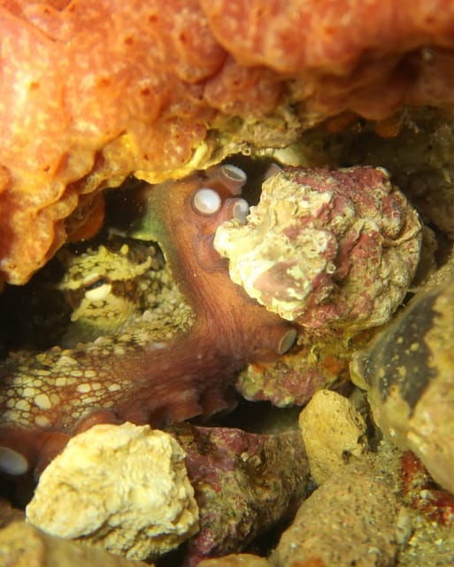Lagos: Scuba Diving Experience for Beginners - Value and Overall Experience