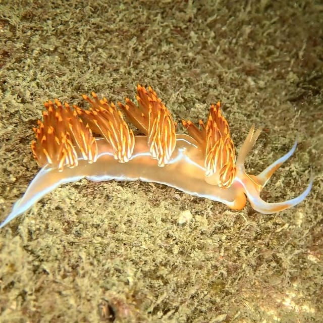 Lagos: Scuba Diving Experience for Beginners - Who Should Consider This Tour?