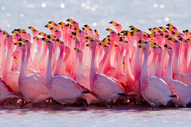 Laguna Del Toro and Flamingo-Watching 4WD - Tour Highlights