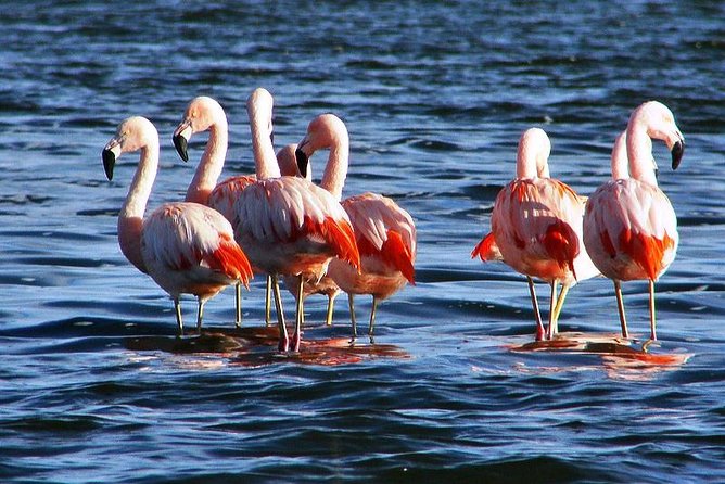 Laguna Del Toro and Flamingo-Watching 4WD - Itinerary Overview