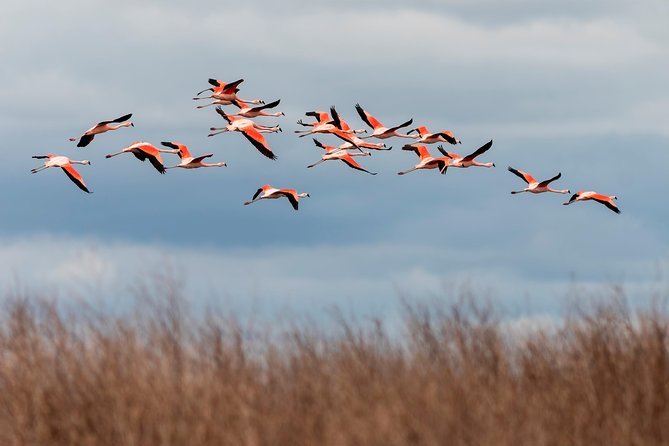 Laguna Del Toro and Flamingo-Watching 4WD - Booking Options