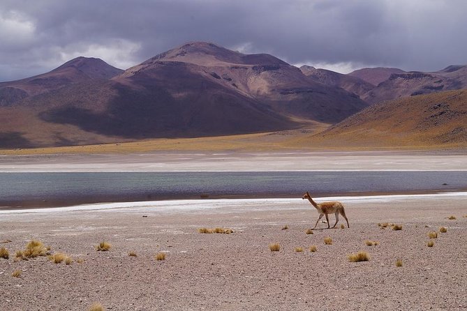 Laguna Del Toro and Flamingo-Watching 4WD - Customer Reviews