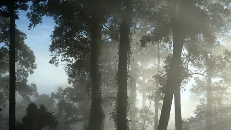 Lahad Datu: 3-Day Danum Valley Rainforest Adventure - An In-Depth Look at the Danum Valley 3-Day Tour