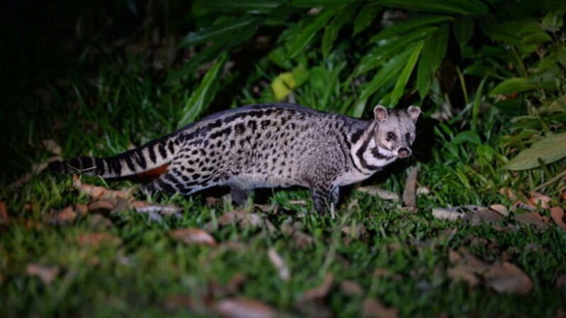 Lahad Datu: 3-Day Danum Valley Rainforest Adventure - Final Thoughts