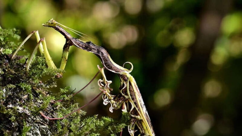 Lahad Datu: 3-Day Danum Valley Rainforest Adventure - Detailed Itinerary Breakdown