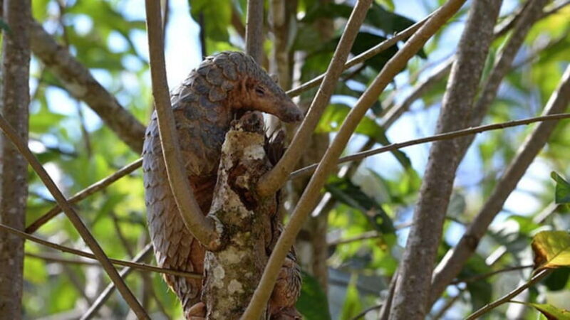 Lahad Datu: 3-Day Danum Valley Rainforest Adventure - FAQ