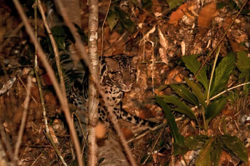 Lahad Datu: Danum Valley 3-Day Jungle Adventure with Guide - Good To Know