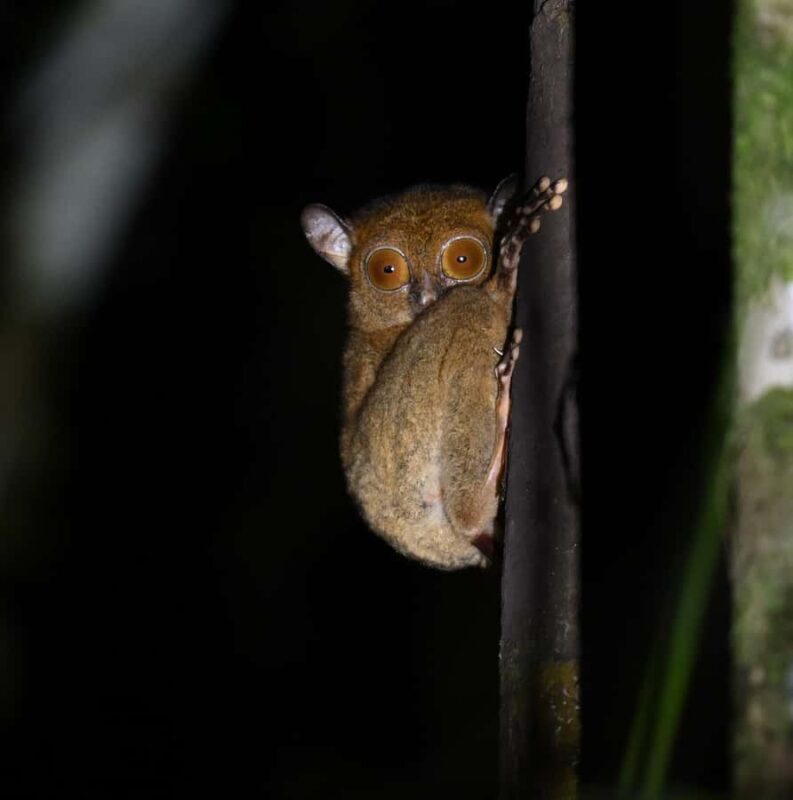 Lahad Datu: Danum Valley 3-Day Jungle Adventure with Guide - Introducing the Danum Valley Jungle Adventure