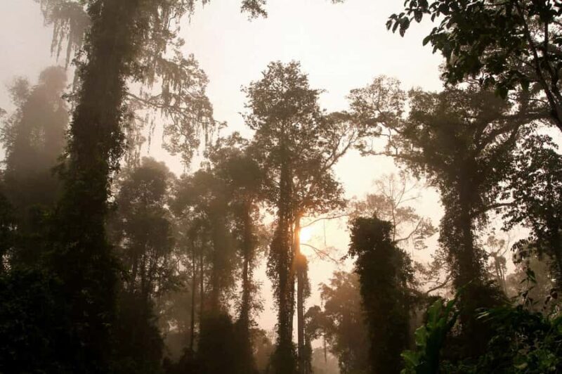 Lahad Datu: Danum Valley 3-Day Jungle Adventure with Guide - Who Should Consider This Tour?