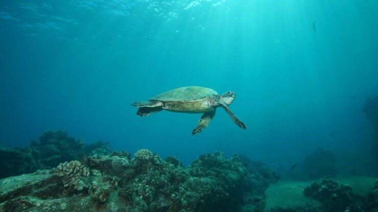 Lahaina: Discover Scuba Diving Class - Booking and Preparation