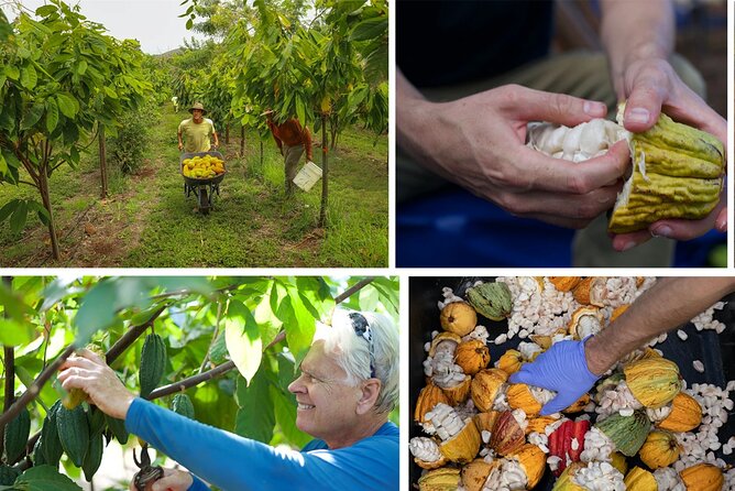 Lahaina: Maui Kuia Estate Guided Cacao Farm Tour and Tasting - Tour Overview and Logistics