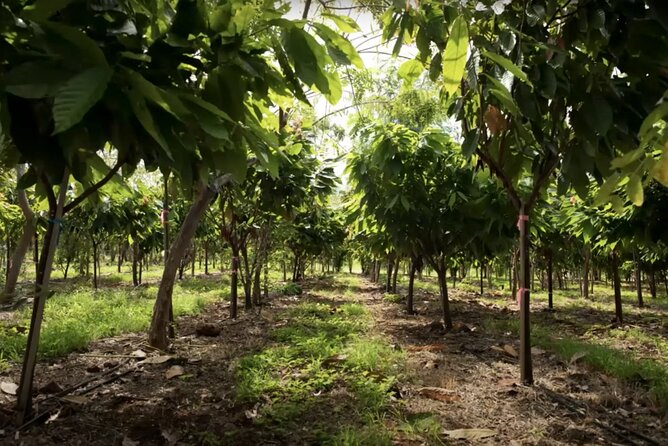 Lahaina: Maui Kuia Estate Guided Cacao Farm Tour and Tasting - Common Questions