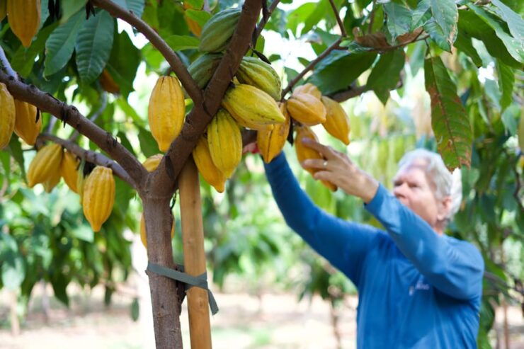 Lahaina: Maui Kuia Estate Guided Cacao Farm Tour & Tasting - Good To Know