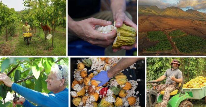 Lahaina: Maui Kuia Estate Guided Cacao Farm Tour & Tasting - Tour Details
