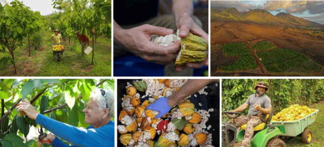 Lahaina: Maui Kuia Estate Guided Cacao Farm Tour & Tasting - Recommendations and Requirements