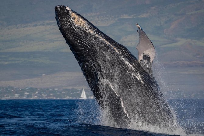 Lahaina Private Charter for Maui and Lanai - Pricing and Booking