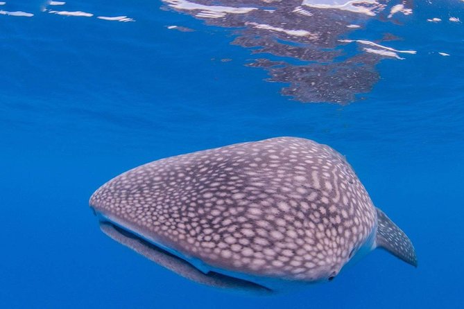 Lahaina Private Charter for Maui and Lanai - Additional Information