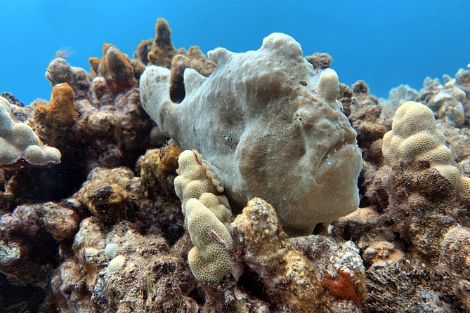 Lahaina Private Charter for Maui and Lanai - Common Questions