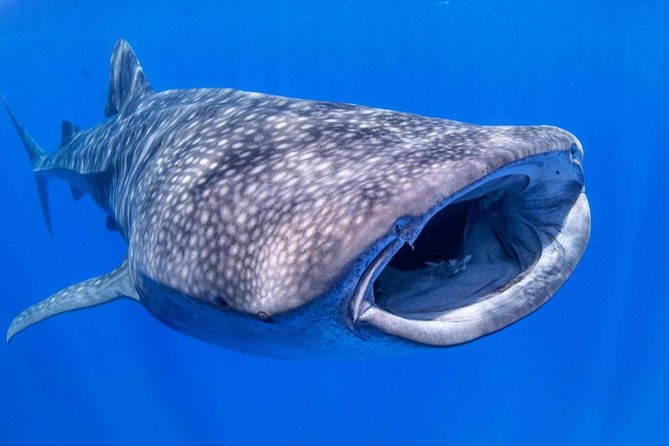 Lahaina Private Charter for Maui and Lanai - The Sum Up