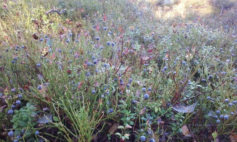 Lahti: Guided Nature Walk The Heart of The Swamp - Good To Know