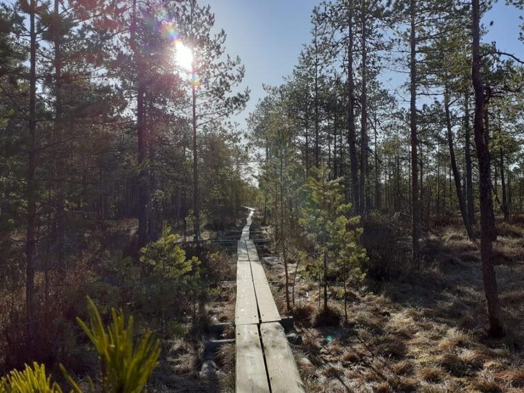 Lahti: Guided Nature Walk The Heart of The Swamp - The Sum Up