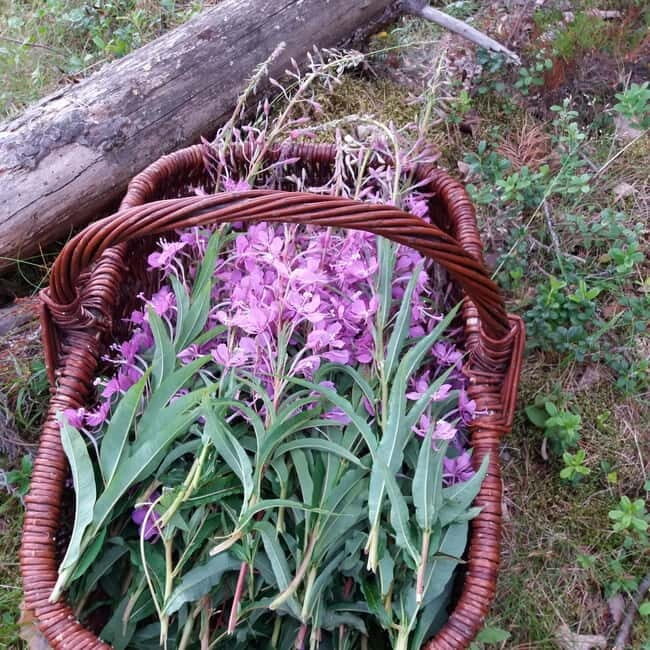 Lahti: Wild Food Foraging Tour with Tastings - FAQs