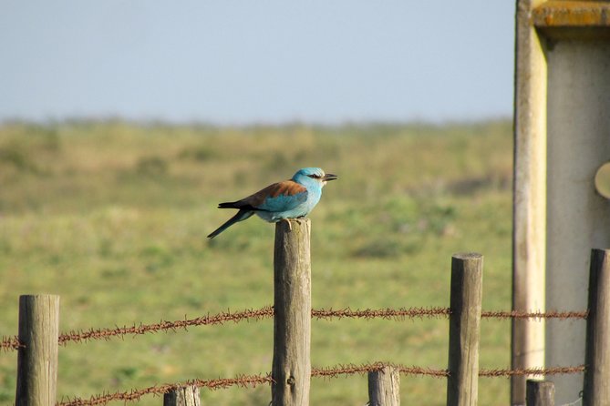 Laid-Back Birdwatching Week - What Is Laid-Back Birdwatching?