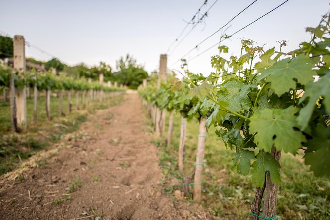 Lake Balaton Full Day Private Wine Tour - The Sum Up