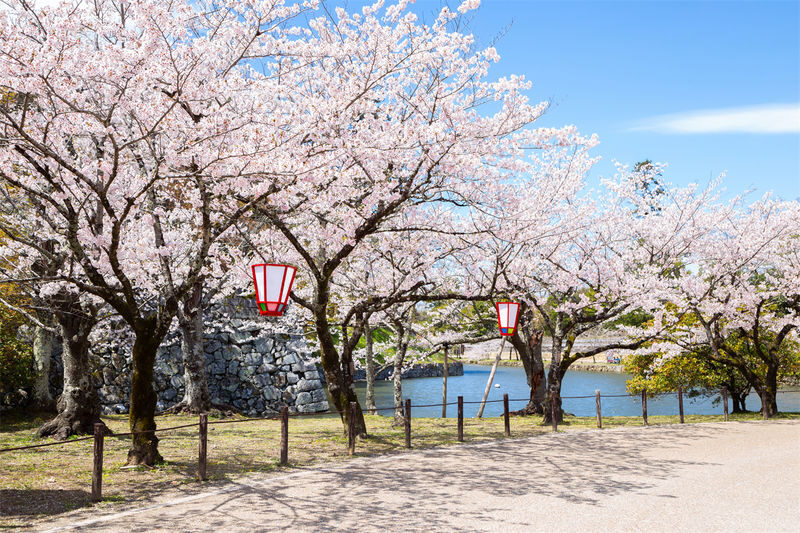 Lake Biwa Secret Scenery Pilgrimage Day Trip | Shirazu Shrine, Observation Deck/Sanzen-in Temple, Floating Temple, La Collina - Who should book this Lake Biwa day trip?