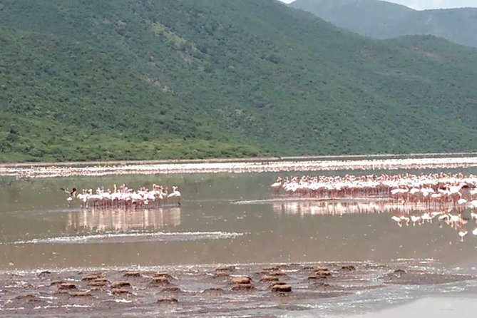 Lake Bogoria Flamingos Tour From Nairobi - Good To Know