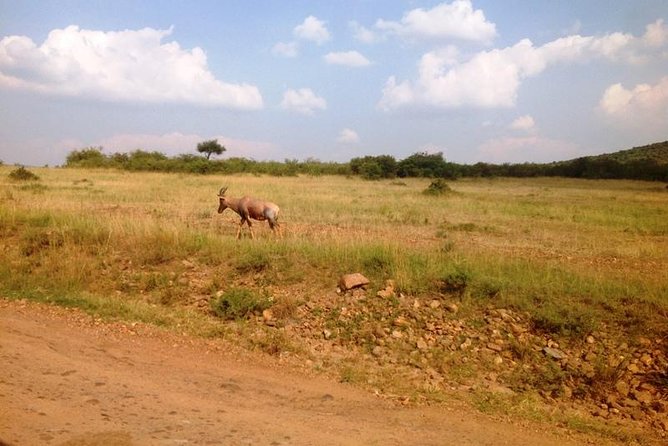 Lake Bogoria Flamingos Tour From Nairobi - Traveler Insights