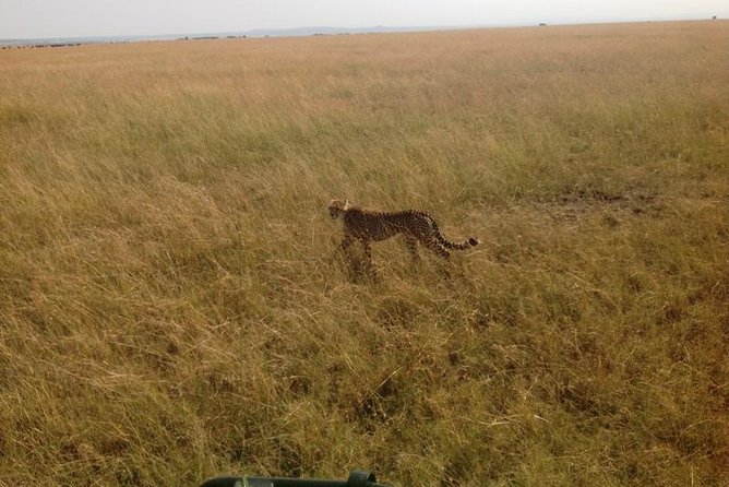 Lake Bogoria Flamingos Tour From Nairobi - Frequently Asked Questions