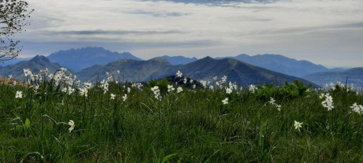 Lake Como: Brunate and Monte Boletto - Good To Know