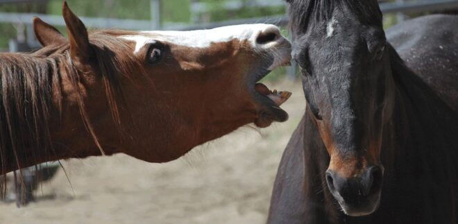 Lake Como: Horseback Riding and Aesthetic Picnic at a Farm - Aesthetic Picnic at a Local Farm