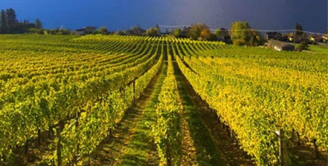 Lake Country: Full-Day Wine Tour With Tastings - Tour Duration and Time
