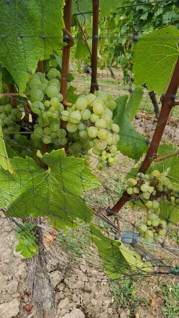 Lake Country Wine Tour (full day) - FAQ