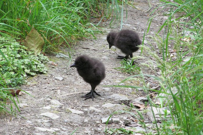Lake Cruise & Mou Waho Island Nature Walk - Common Questions