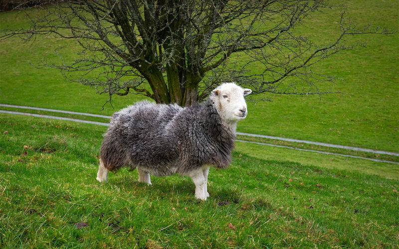 Lake District with Windermere Lake Cruise & Railway Ride Day Tour - A full schedule, with a few moving parts